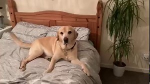 The owner spots a big spider in her bedroom and calls on her dog for assistance. The dog catches the spider but carries it to the bed instead, and this whole situation is pretty hilarious! | Rumble