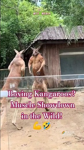 These Kangaroos Fight Like Muscular Boxers! 🦘😂