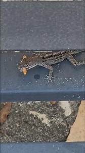 Hand Feeding Wild Lizards #naturelovers