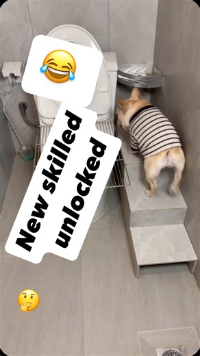 BullyWebTV American bully content on Instagram: "This was definitely not the end I was expecting, but good job boy 😂😂"