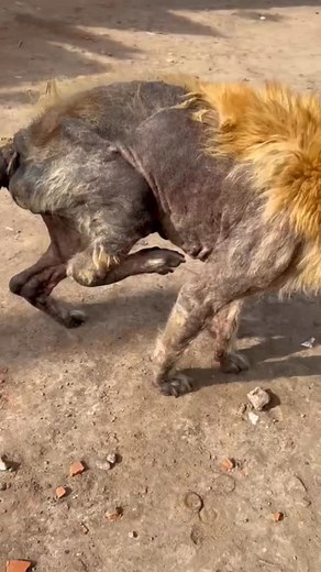 Pequeño cambio de una Rotita