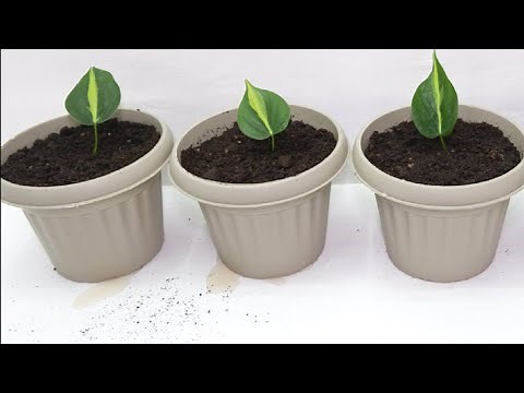 Philodendron Brasil Plant Propagation and Care in Water and Soil by Stem Cuttings + Soil Mix Used