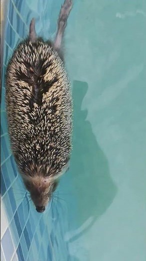 You Won’t Believe This Hedgehog Can Swim! 🦔🏊‍♂️ (First Time in Pool!)