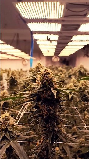 "From Seed to Harvest: Inside a Thriving Weed Farm! 🌿✨ #WeedFarm #CannabisGrowth #Shorts"#weed