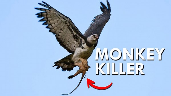 Harpy Eagles Snatch Monkeys Right Out of the Trees
