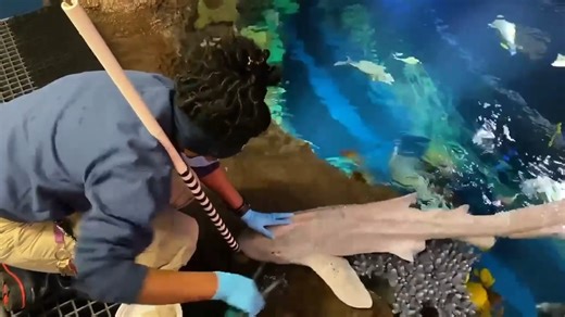 4.5K views · 94 reactions | Even zebra sharks need checkups! Here we see Wild Animal Keeper Jasmine working on tactile desensitization with zebra shark, Captain Spaulding. While he focuses on his target and the food, Jasmine briefly touches him. Over multiple sessions, she increases the pressure and duration of the touch. This will help to make Captain Spaulding more comfortable during routine medical procedures, etc. | New York Aquarium | Facebook
