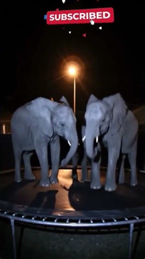 UNBELIEVABLE: Wild Animals Caught on Camera Jumping on a Trampoline! | Ai Video.