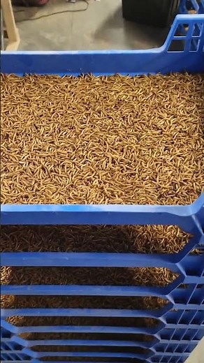 A good harvest in the mealworm farm.