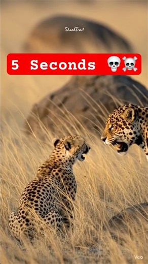 Cheetah Speed Fail 😳 | Jaguar vs Cheetah Face-to-Face Fight 💀 #shockingfacts #shorts
