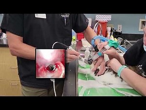 New! Digital Rabbit Intubation Endoscope