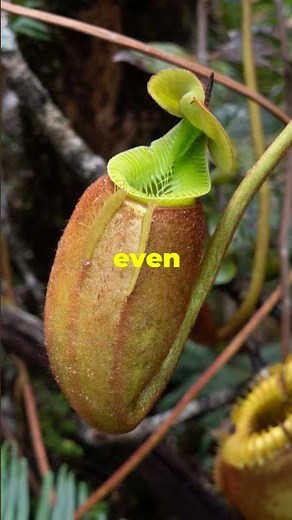 carnivorous plants : Nepenthes Rajah in Action