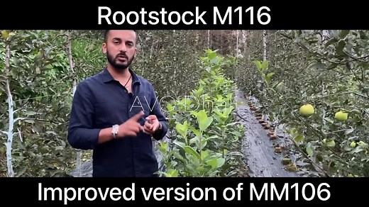 Rootstock M116🌲 Select your Root according to your land and water availability for better fruit quality🍎🍎🍎 | AVO Fruit Tree Nursery