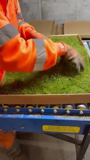 How to put Piddle Patch grass into the tray