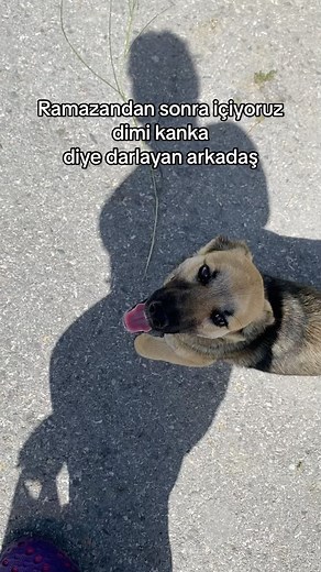 askımalbayrak | Alkolik kanka reelsi #keşfett #keşfetedüş #viral #tutorial #komikpaylasimlar #eglence #kanka #yalıçapkını #cumartesi #global #gündem #capcut | Instagram