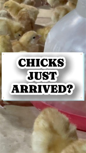 What to Do Immediately When Day-Old Chicks Arrive! #chicks