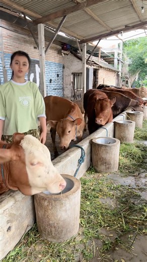 Stok pedetan full jantan | David Bagus Setiawan