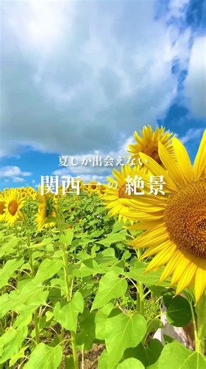 兵庫にあるひまわり畑は関西一の絶景スポットとして人気だよ🌻 #ひまわりの丘公園 営業時間：8:30〜20:00 駐車場：469台／無料 #ひまわり #向日葵 #ひまわり畑 #関西おでかけ #関西お出かけ #関西おすすめスポット #絶景 #いっタビ関西 #hoymiy