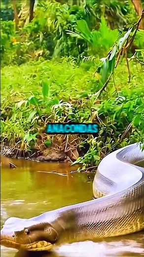 Anaconda VS Python: Which Snake Reigns Supreme? #animallife #animalfacts #facts #animals #snake