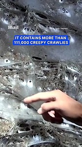 World's largest spiderweb discovered, housing over 110,000 spiders