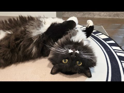 Two adorable cats competing to be the cutest