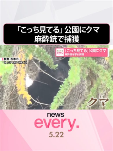 『news every.』の「ミダシ」が気になるニュース。「『こっち見てる』公園に#クマ 麻酔銃を撃ち捕獲」についてお伝えします。#日テレnews #tiktokでニュース