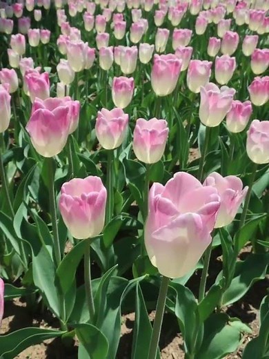 Spring Paradise in Nagano: Tulips and Cherry Blossoms 🌸 信州安曇野の春、チューリップと桜の絶景