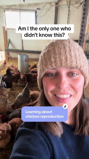Chicken Reproduction: How Hens Lay and Incubate Eggs