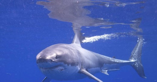 Cette carte interactive dévoile où les attaques de requins se produisent le plus