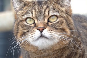 Poulbot, chat gris de 8 ans, est à adopter à l'APA du Puy-de-Dôme