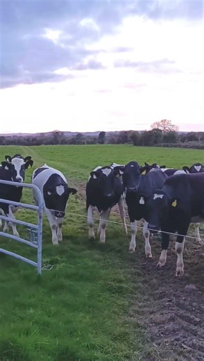 IRISH COUNTRYSIDE. #countrysidelife #cowsinfield #irishroadside