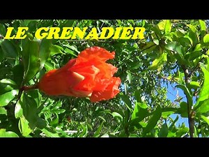 LE GRENADIER