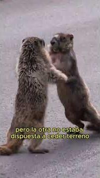 Groundhogs fight each other for territory#animals #wildlife #Friendship #Us