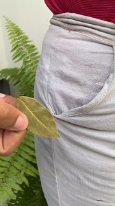 451K views · 8.7K reactions | Mettez 1 feuille de laurier dans la poche de votre pantalon et vous serez étonné par le résultat! | Lujo de Recettes | Facebook