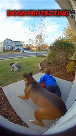 DOGS PROCTECTING!💀 #usa #edit #trollface #capcut