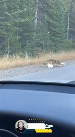 Wild Wolf Ambush Caught on Camera: Shocking Rabbit Hunt by the Roadside
