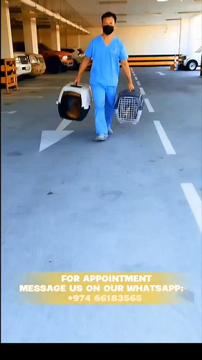 11K views · 3.6K reactions | Hi PETLOVERS! MAHARLIKA mobile pet grooming and animal care is happy to serve you﫶 For Appointment  Just message Us: +974 6618 3565 #petloverqatar #ᴠɪʀᴀʟᴘᴏst #qatar #fypシ゚ #fypシ゚viralシ #QatarAirways #qatarinstagram #highlights #highlightseveryone2023 #petgrooming #petgroomingqatar | Maharlika Pet Grooming and Animal care | Facebook