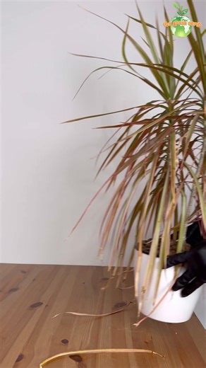 3.6K views · 29 reactions | Dracaena Marginata / Dragon Tree Indoor Plant #dracaena #facebookpost ##plants #houseplant #indoorplants #gardening #thegreenearth | The Green Earth | Facebook