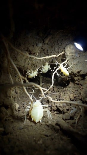 Root Aphid POV: Micro-Camera Inside a Hidden Underground Root Ecosystem