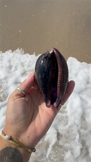 Lauren on Instagram: "11/18/2025 - up close and personal shot of the stunner full grown adult Atlantic Deer Cowrie. She was just sittin’, waitin’, wishin’ I would come pick her up! Lucky her! I love posting these solo shots of the cowries we’ve been finding. Sometimes shelling is really hard, and sometimes, it’s truly a gift from Mother Nature."