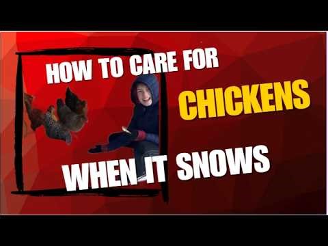 How Do Chickens Survive the Snow | Chicken 101