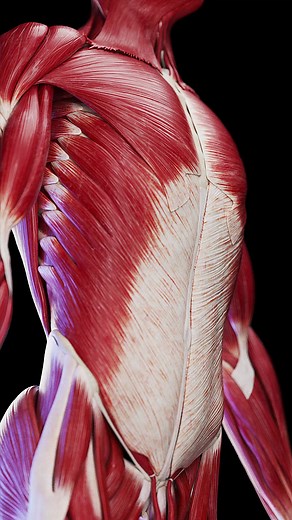 🔍 Dive Into the Core: Exploring Abdominal Muscles 🔍 Discover the layers of your core, from the rectus abdominis to the deeper transverse abdominis. Learn how these muscles not only sculpt your midsection but also support vital functions and improve posture. Perfect for fitness enthusiasts and anyone interested in anatomy and health. #CoreStrength #AbdominalMuscles #FitnessEducation #SciePro #pt #physio #muscles #anatomy #medical #meded #medicine #3d #animation #science #medicalstudent #workout