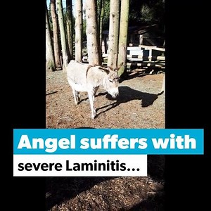 . Ouch! Laminitis Hurts. "Angel, our rescued our 28 y/o Laminitic mini donkey really shows her discomfort walking. We have struggled to keep her comfortable. We purchased the CLB Hoof Boots for mini's, and within minutes Angel was walking with noticeable ease! Within a half hour of wearing the boot, she was out leading her herd again, marching along like an old matriarch does!What an obvious difference. Thank you." - Stephanie Cannaday Angel has a remarkable story. , 3 years ago the donkeys need