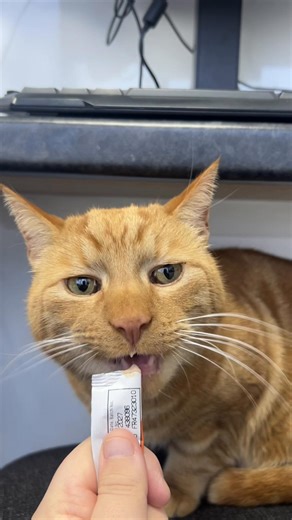 This little chap Simba came in for his 6 monthly health check, having frequent health checks can help detect any abnormalities. Before checking Simba we had some yummy treats to gain some trust🥹 Simba loved exploring the room and was the bestest boy for his health check. Simba is out Pet Health Club member, please see the website to see the benefits of the plan🐾 #veterinary #vets #vetsurgery #pethealthclub #pets