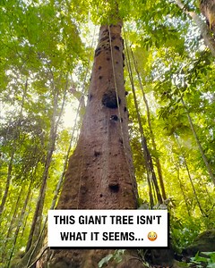 This huge tree isn't what it seems... 😯 | UNILAD
