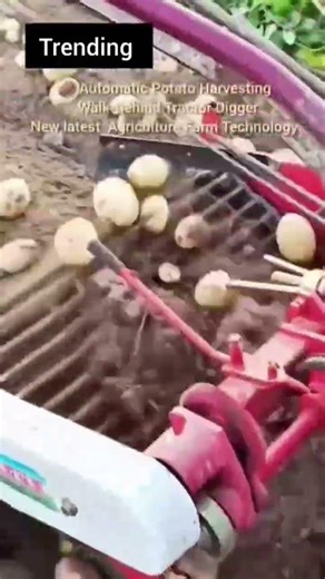 Automatic potato harvesting with walk-behind tractor 🥔🚜 Latest farm tech saves hours of work! #viral
