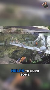 Discover our effective strategies for managing aggression in African cichlids using water flow techniques. We explore how to create a balanced tank environment that keeps your fish happy and thriving. Don’t miss our premium course for everything you need to know about African cichlids! Full Video - https://youtu.be/QgBrYs5yOG4?si=EJIvorNBFUZd36d8 #africancichlids #cichlidtank #aquariumhobby #AquariumCare #SeachemPrime #CichlidAquarium #FishTankTips #AquariumSetup #WaterConditioner #CichlidLakeSa
