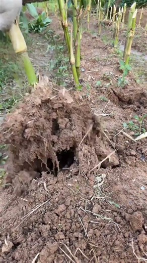 ​🌽🌱 Smart Intercropping Trick | Easy Corn Seed Sowing Hack