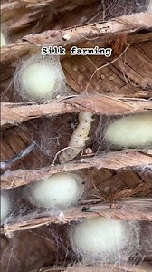 Silk thread farming | silk worm 🐛 | silk city in Karnataka