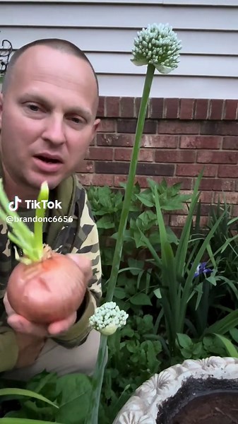 How to make your own onion seeds for free.🧅✅. #onion #seeds #organic #gardening #farmtok #natute #outdoors #gardenproject #diy