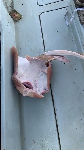 Captured Ray Fish On Boat#rayfish #marinelife #seaCreatures #wildlife